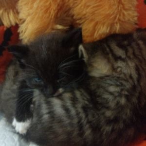 Meet your Posher, Wanda